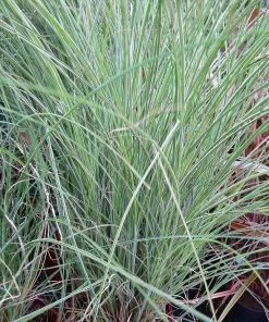 Brighter Blooms Morning Light Miscanthus 9 Brighter Blooms Morning Light Miscanthus