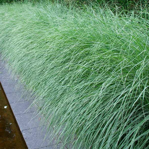 Brighter Blooms Morning Light Miscanthus 1 Brighter Blooms Morning Light Miscanthus