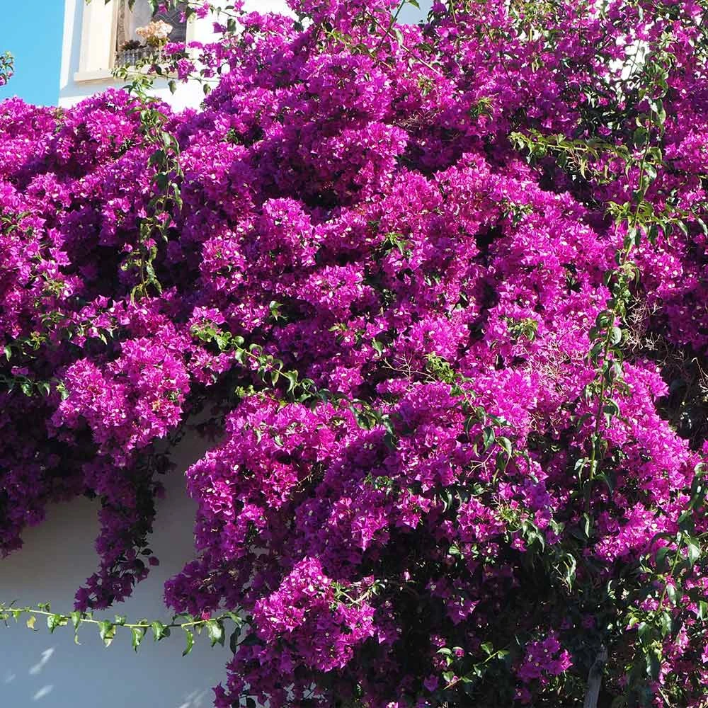 Brighter Blooms Majestic Purple Bougainvillea 3 Brighter Blooms Majestic Purple Bougainvillea
