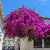 Brighter Blooms Majestic Purple Bougainvillea