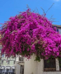 Brighter Blooms Majestic Purple Bougainvillea