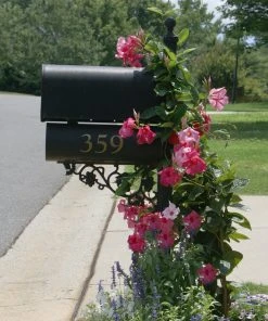 Brighter Blooms Shrubs & Hedges Mandevilla 'Alice Du Pont' Shrub 7 Brighter Blooms Shrubs & Hedges Mandevilla 'Alice Du Pont' Shrub