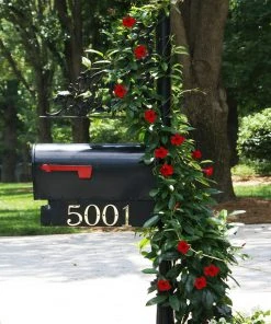 Brighter Blooms Mandevilla 'Crimson Red' Vine