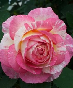 Brighter Blooms Marc Chagall™ Rose Tree Roses