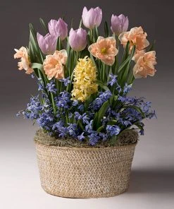 Brighter Blooms SHOP ALL Mother's Day Bulb Garden