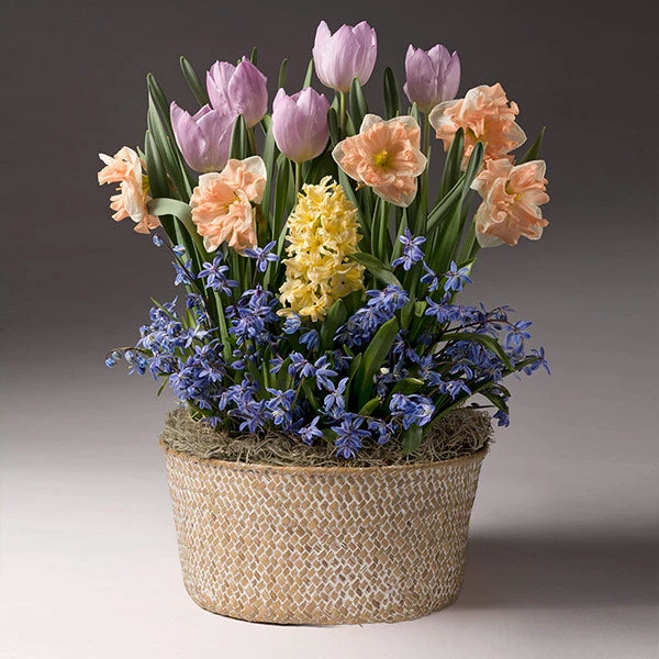 Brighter Blooms SHOP ALL Mother's Day Bulb Garden 1 Brighter Blooms SHOP ALL Mother's Day Bulb Garden