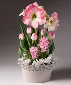 Brighter Blooms Purely Pink Bulb Garden