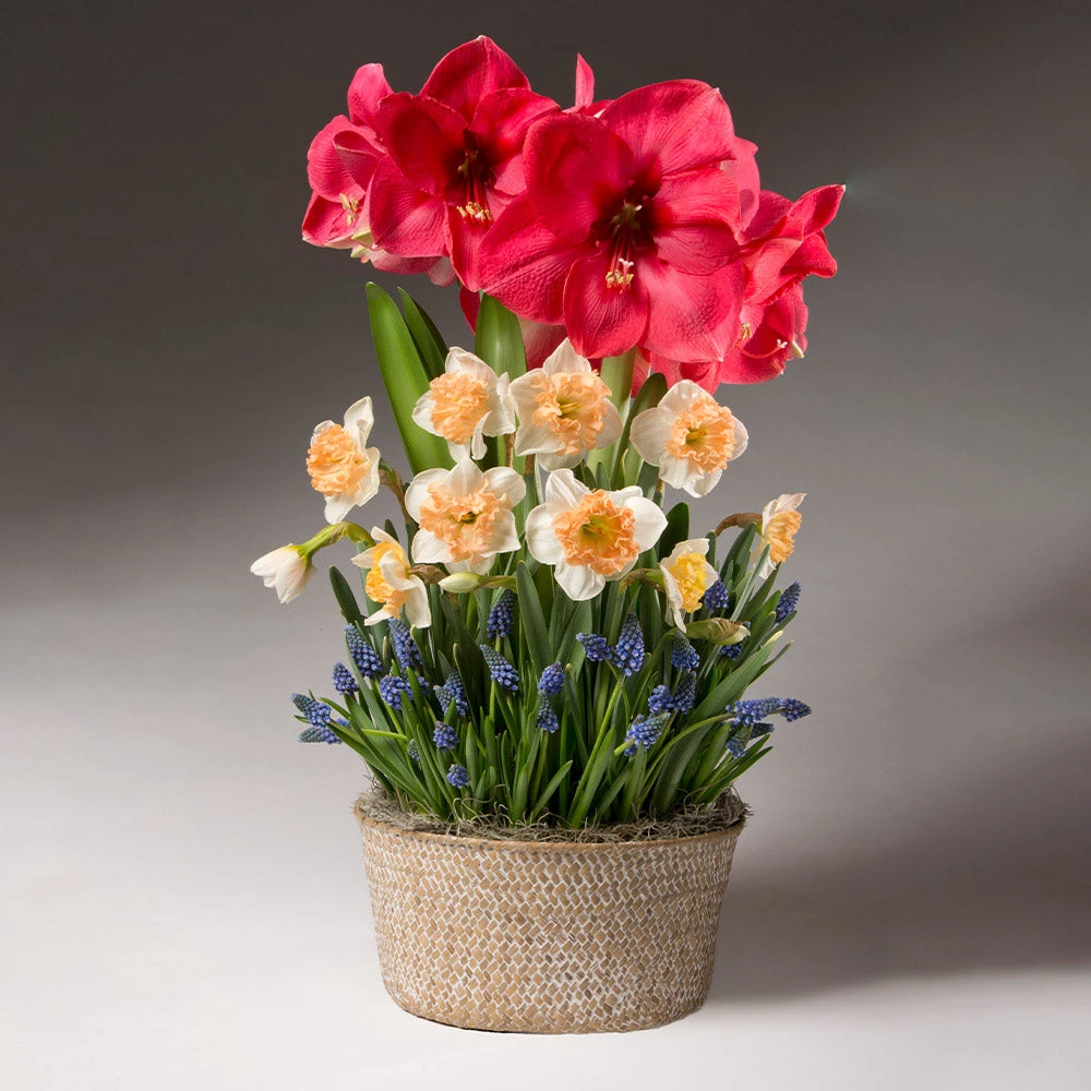 Brighter Blooms Spring Daze Bulb Garden 2 Brighter Blooms Spring Daze Bulb Garden