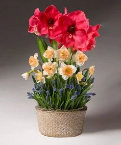 Brighter Blooms Spring Daze Bulb Garden