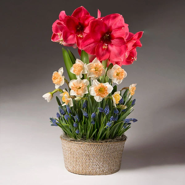 Brighter Blooms Spring Daze Bulb Garden 1 Brighter Blooms Spring Daze Bulb Garden