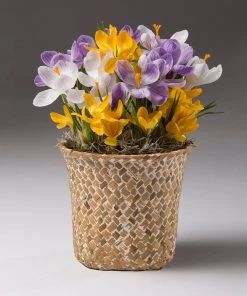 Brighter Blooms SHOP ALL Spring Blooming Mixed Crocus Bulbs Pot