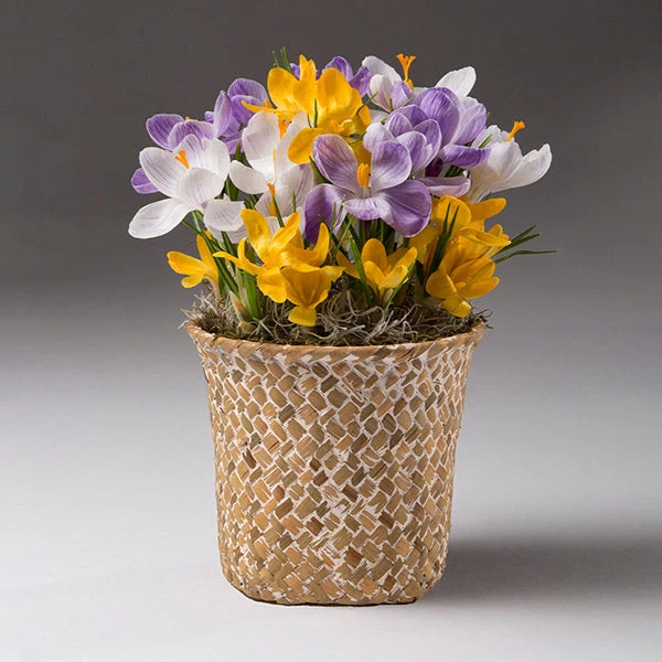 Brighter Blooms SHOP ALL Spring Blooming Mixed Crocus Bulbs Pot 1 Brighter Blooms SHOP ALL Spring Blooming Mixed Crocus Bulbs Pot