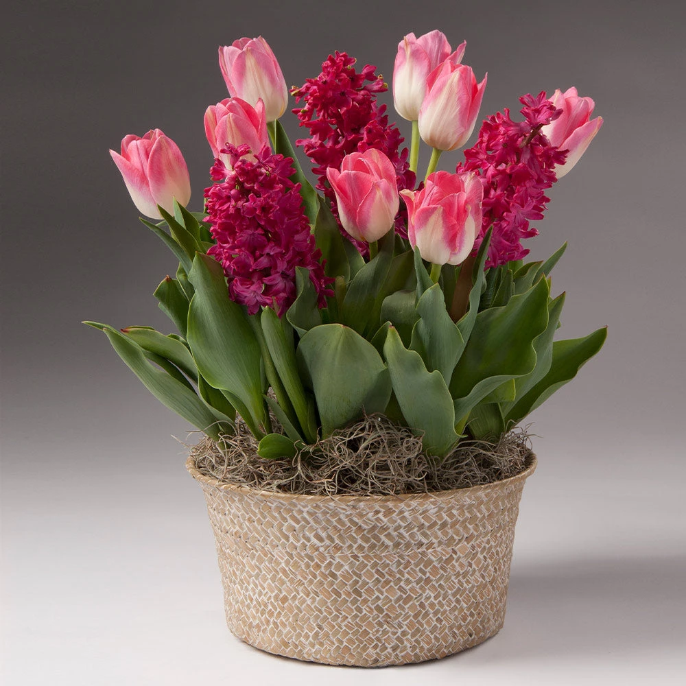 Brighter Blooms Gifts For Her Valentine’s Day Garden With Seagrass Pot 2 Brighter Blooms Gifts For Her Valentine’s Day Garden With Seagrass Pot