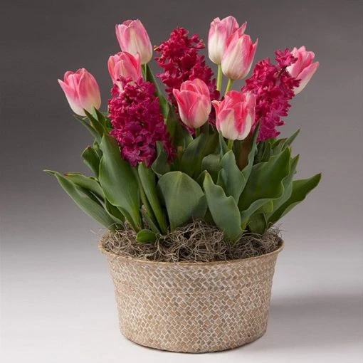 Brighter Blooms Gifts For Her Valentine’s Day Garden With Seagrass Pot