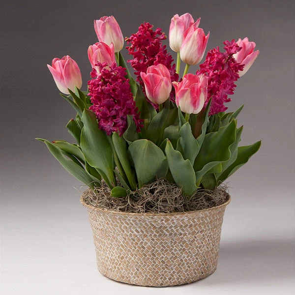 Brighter Blooms Gifts For Her Valentine’s Day Garden With Seagrass Pot 1 Brighter Blooms Gifts For Her Valentine’s Day Garden With Seagrass Pot