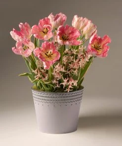 Brighter Blooms Spring Blooming Tulip & Hyacinth Bulbs Pot SHOP ALL