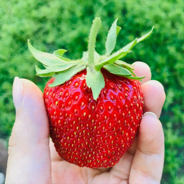 Brighter Blooms Maxim Strawberry Plant 1 Brighter Blooms Maxim Strawberry Plant