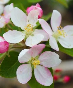 Brighter Blooms McIntosh Apple Tree
