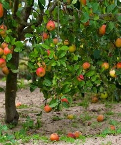 Brighter Blooms McIntosh Apple Tree