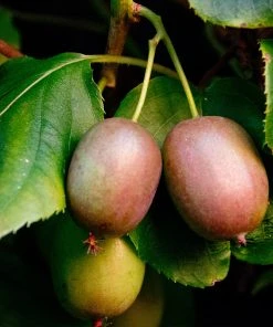 Brighter Blooms Fruit Trees Anna & Meader Kiwi Vine Pollination Pack 7 Brighter Blooms Fruit Trees Anna & Meader Kiwi Vine Pollination Pack