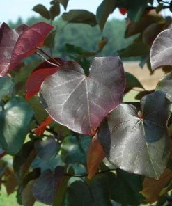 Brighter Blooms Merlot Redbud Tree 6 Brighter Blooms Merlot Redbud Tree