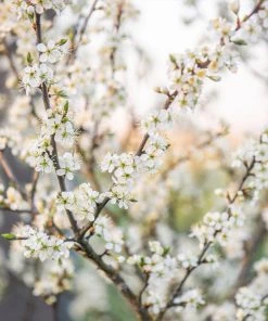 Brighter Blooms Fruit Trees Methley Plum Tree