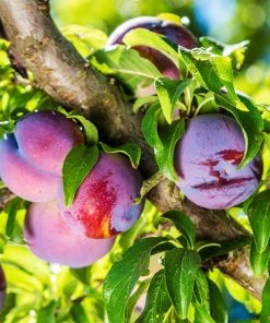 Brighter Blooms Fruit Trees Methley Plum Tree