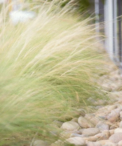 Brighter Blooms Mexican Feather Grass Ornamental Grasses