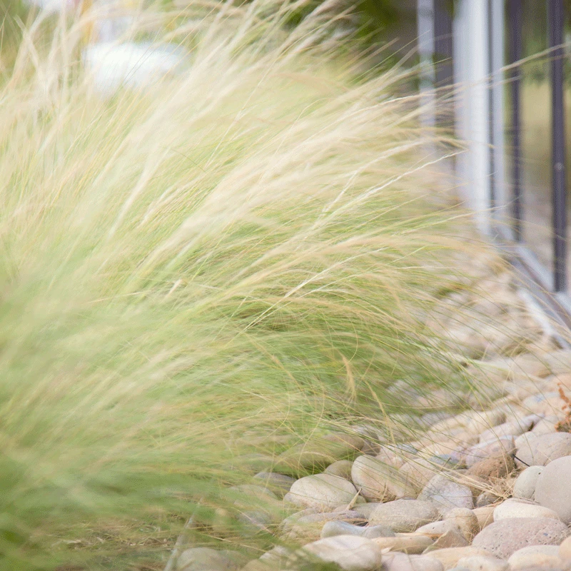Brighter Blooms Mexican Feather Grass Ornamental Grasses 2 Brighter Blooms Mexican Feather Grass Ornamental Grasses
