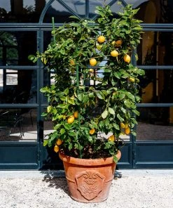 Brighter Blooms Meyer Lemon Bush House & Patio 9 Brighter Blooms Meyer Lemon Bush House & Patio