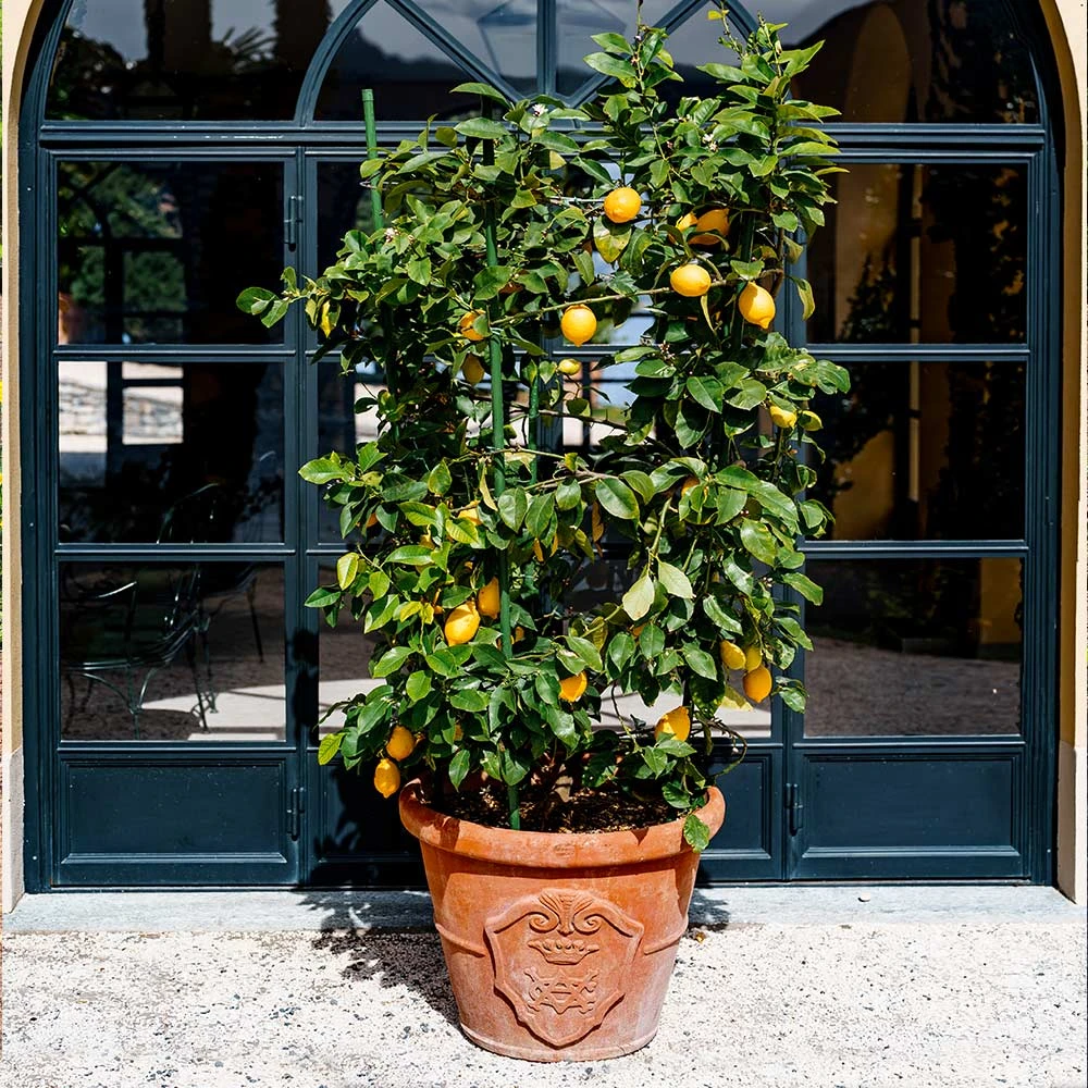Brighter Blooms Meyer Lemon Bush House & Patio 5 Brighter Blooms Meyer Lemon Bush House & Patio