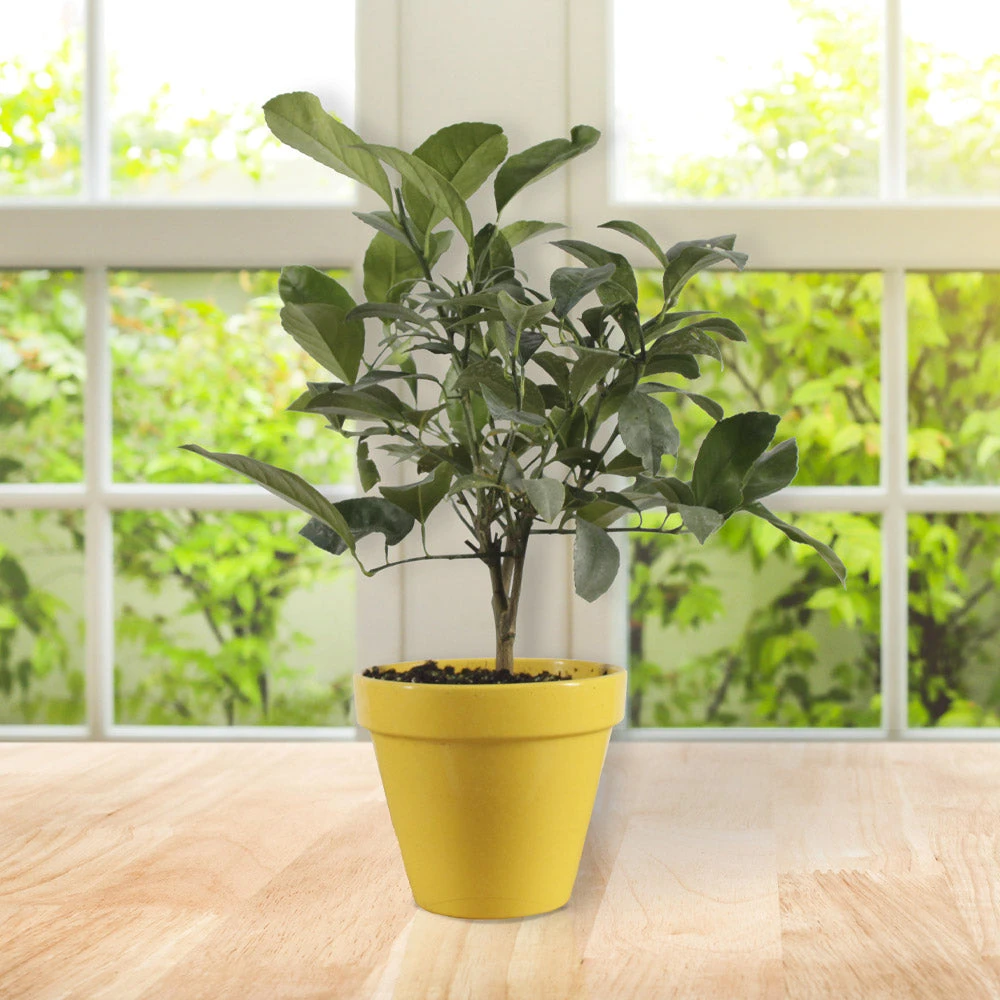 Brighter Blooms Meyer Lemon Gift Tree Fruit Trees 3 Brighter Blooms Meyer Lemon Gift Tree Fruit Trees