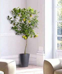 Brighter Blooms New Trees Meyer Lemon Tree