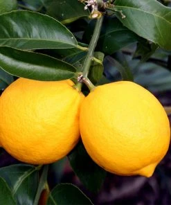 Brighter Blooms Meyer Lemon Tree