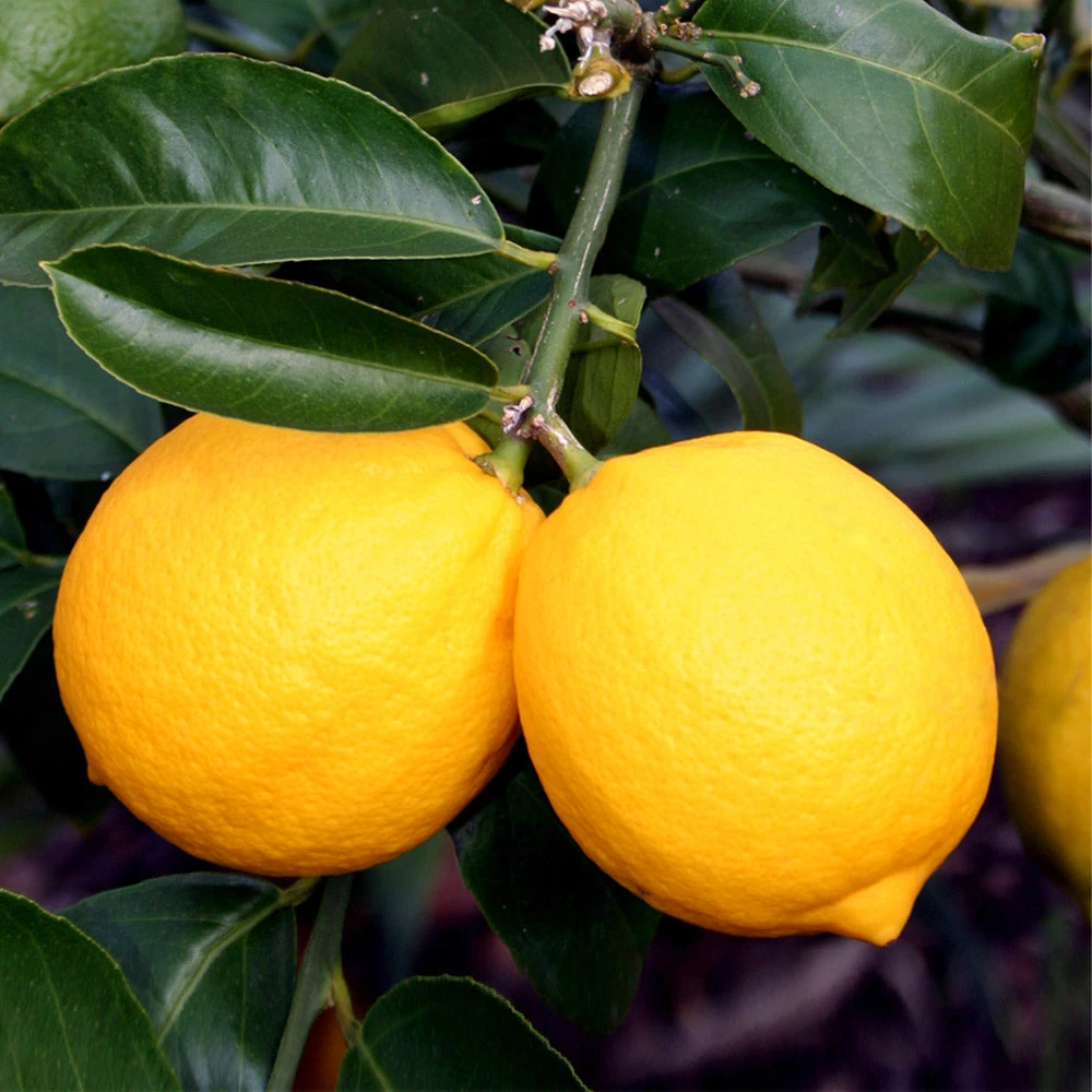 Brighter Blooms Meyer Lemon Tree Fruit Trees 5 Brighter Blooms Meyer Lemon Tree Fruit Trees