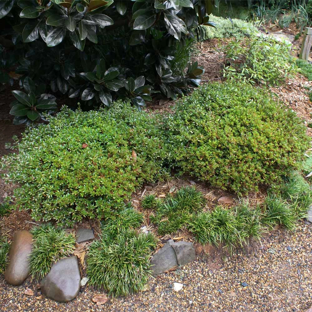 Brighter Blooms Shrubs & Hedges Micron® Holly Shrub 3 Brighter Blooms Shrubs & Hedges Micron® Holly Shrub