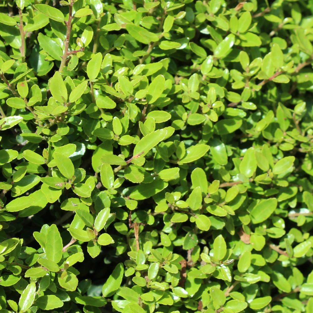 Brighter Blooms Shrubs & Hedges Micron® Holly Shrub 4 Brighter Blooms Shrubs & Hedges Micron® Holly Shrub