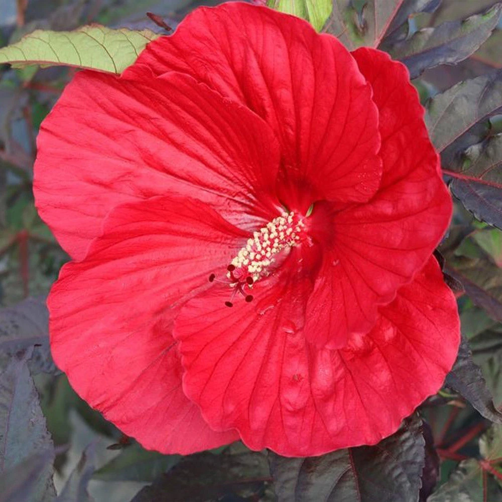 Brighter Blooms Midnight Marvel Hardy Hibiscus 3 Brighter Blooms Midnight Marvel Hardy Hibiscus