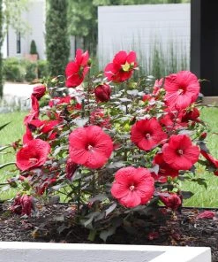 Brighter Blooms Midnight Marvel Hardy Hibiscus 8 Brighter Blooms Midnight Marvel Hardy Hibiscus