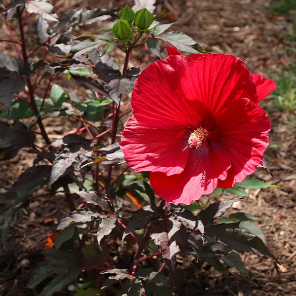 Brighter Blooms Midnight Marvel Hardy Hibiscus 1 Brighter Blooms Midnight Marvel Hardy Hibiscus