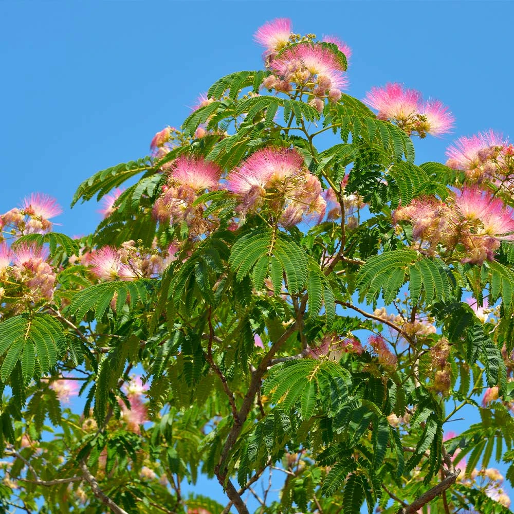 Brighter Blooms Flowering Trees Mimosa Silk Tree 2 Brighter Blooms Flowering Trees Mimosa Silk Tree