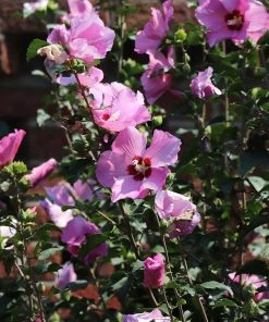 Brighter Blooms Minerva Rose Of Sharon Althea Shrub
