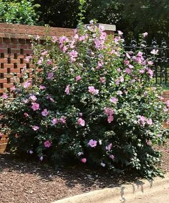 Brighter Blooms Minerva Rose Of Sharon Althea Shrub
