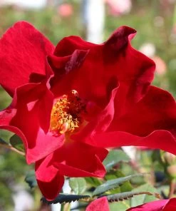 Brighter Blooms Roses Miracle On The Hudson™ Rose 5 Brighter Blooms Roses Miracle On The Hudson™ Rose