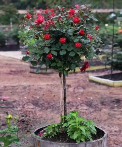 Brighter Blooms Miracle On The Hudson™ Rose Tree