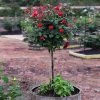 Brighter Blooms Miracle On The Hudson™ Rose Tree