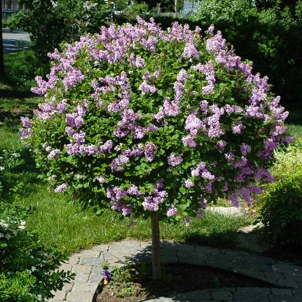 Brighter Blooms Miss Kim Lilac Tree Lilac Shrubs 1 Brighter Blooms Miss Kim Lilac Tree Lilac Shrubs