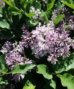 Brighter Blooms Miss Kim Lilac Tree Lilac Shrubs 5 Brighter Blooms Miss Kim Lilac Tree Lilac Shrubs