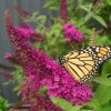 Brighter Blooms Shrubs & Hedges Miss Molly Butterfly Bush