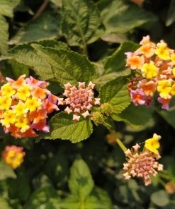Brighter Blooms Miss Huff Lantana